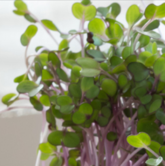 Red Cabbage