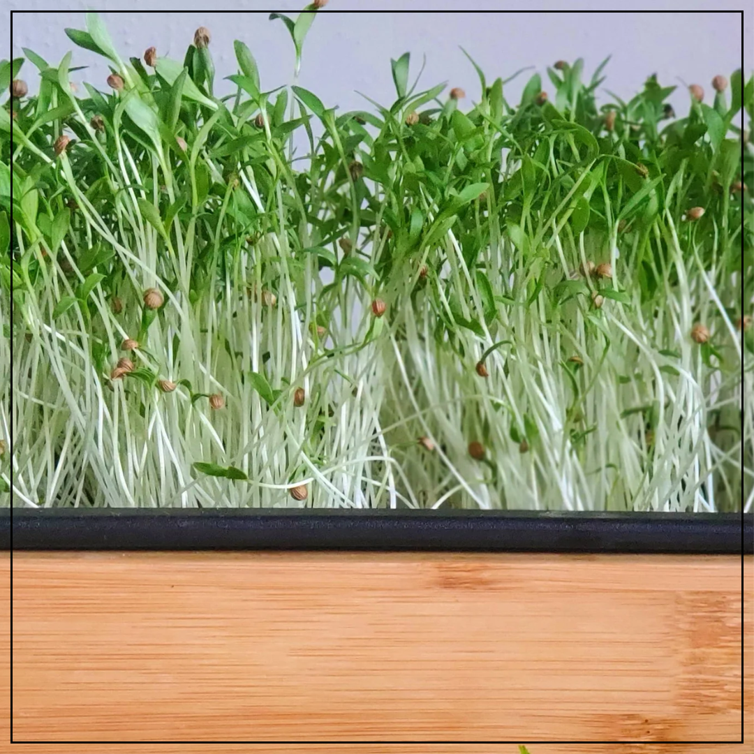 Cilantro