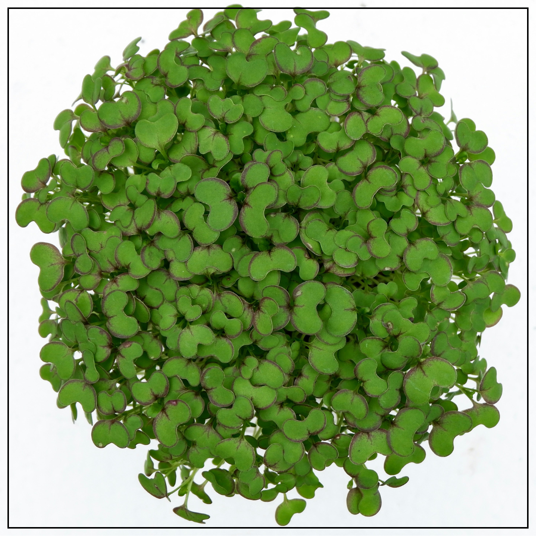 Grow Your Own Microgreens Starter Kit - DIY Microgreen Growing Kit