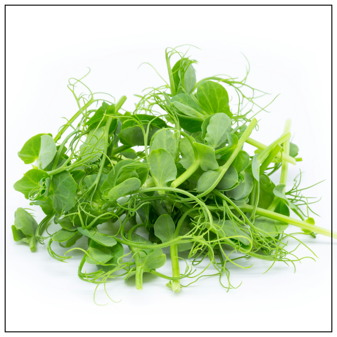 Grow Your Own Microgreens Starter Kit - DIY Microgreen Growing Kit