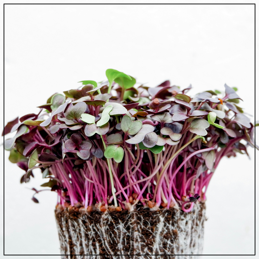 Grow Your Own Microgreens Starter Kit - DIY Microgreen Growing Kit