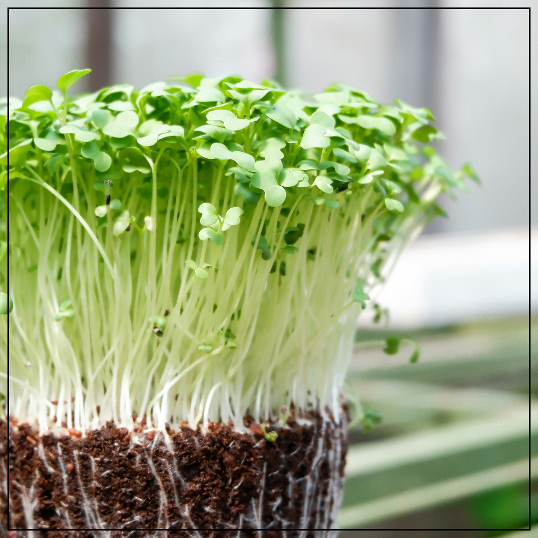 Grow Your Own Microgreens Starter Kit - DIY Microgreen Growing Kit