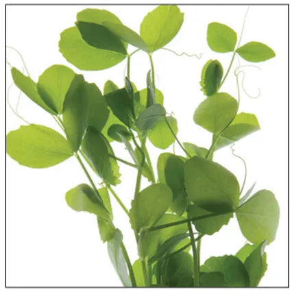 Pea Shoots and Tendrils