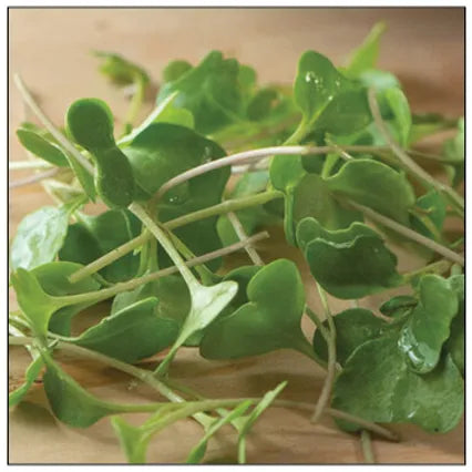 Broccoli