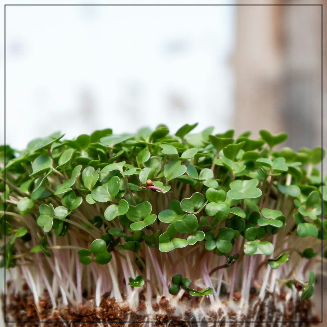 Grow Your Own Microgreens Starter Kit - DIY Microgreen Growing Kit