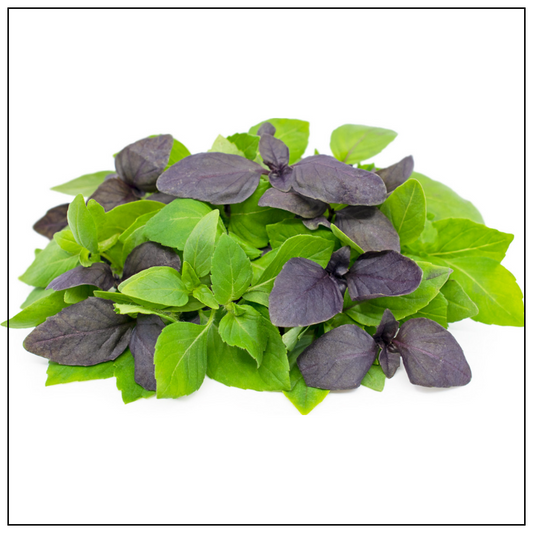 Petite Basil Blend (Opal & Genovese basil)