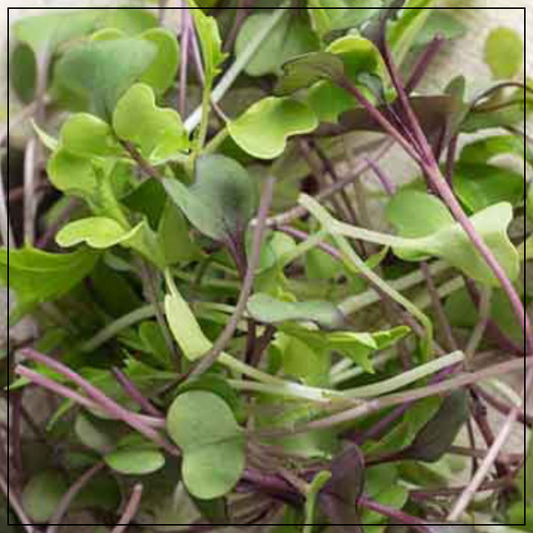 Gut Health Blend