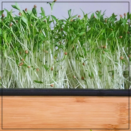 Cilantro