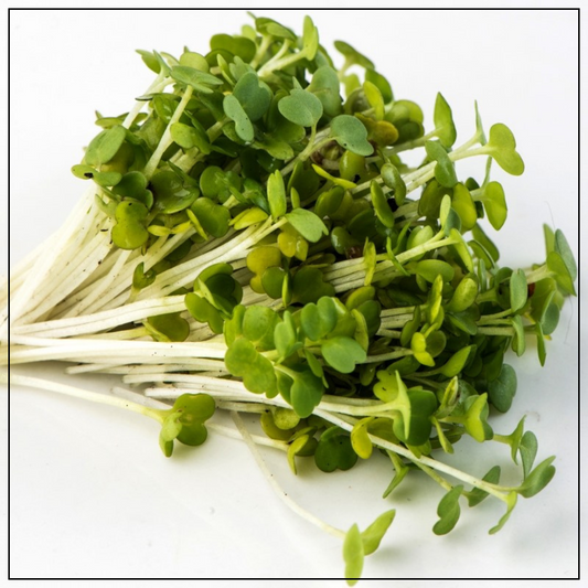 Arugula