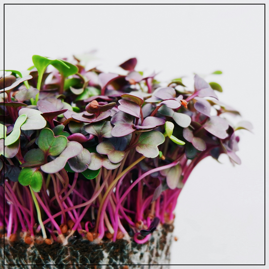 Kale - Purple Reign